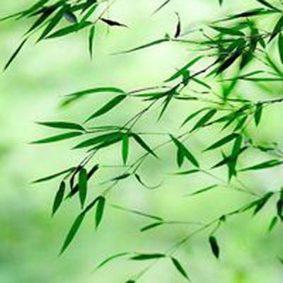 果盘莽荒记bt游戏下载